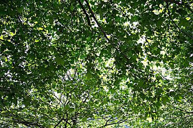 英雄联盟米利欧怎么玩？LOL米利欧技能连招顺序攻略